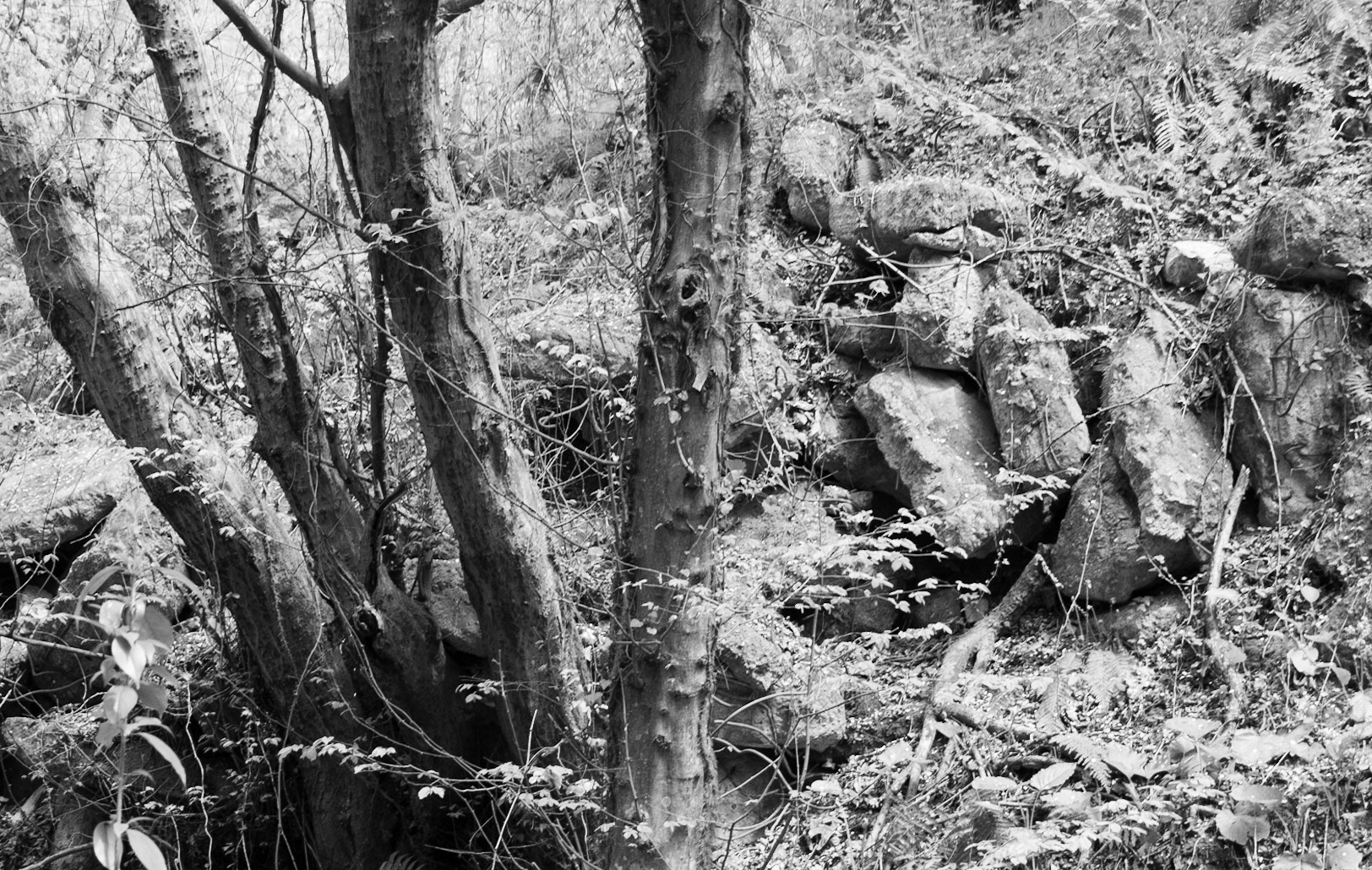 between Alemdaǧ and Reşadiye: trees and rubble (?)