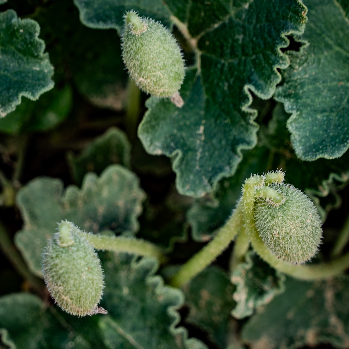 Black Sea coast east of Yeniköy: pods
