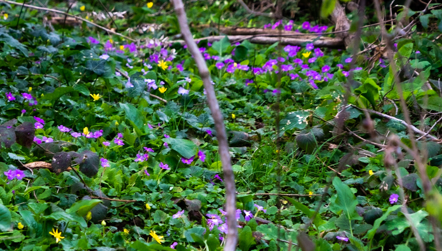 western Kirazlı wood: primroses and yellow stars