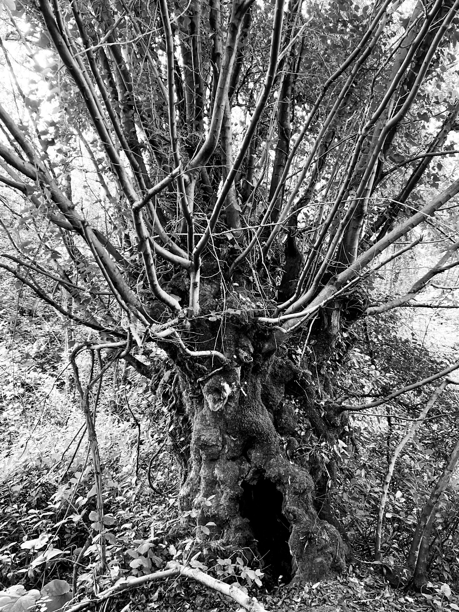 Paşamandıra forest: venerable tree