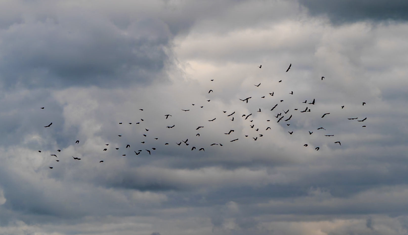 Black Sea coast east of Yeniköy: flock of birds (what?)