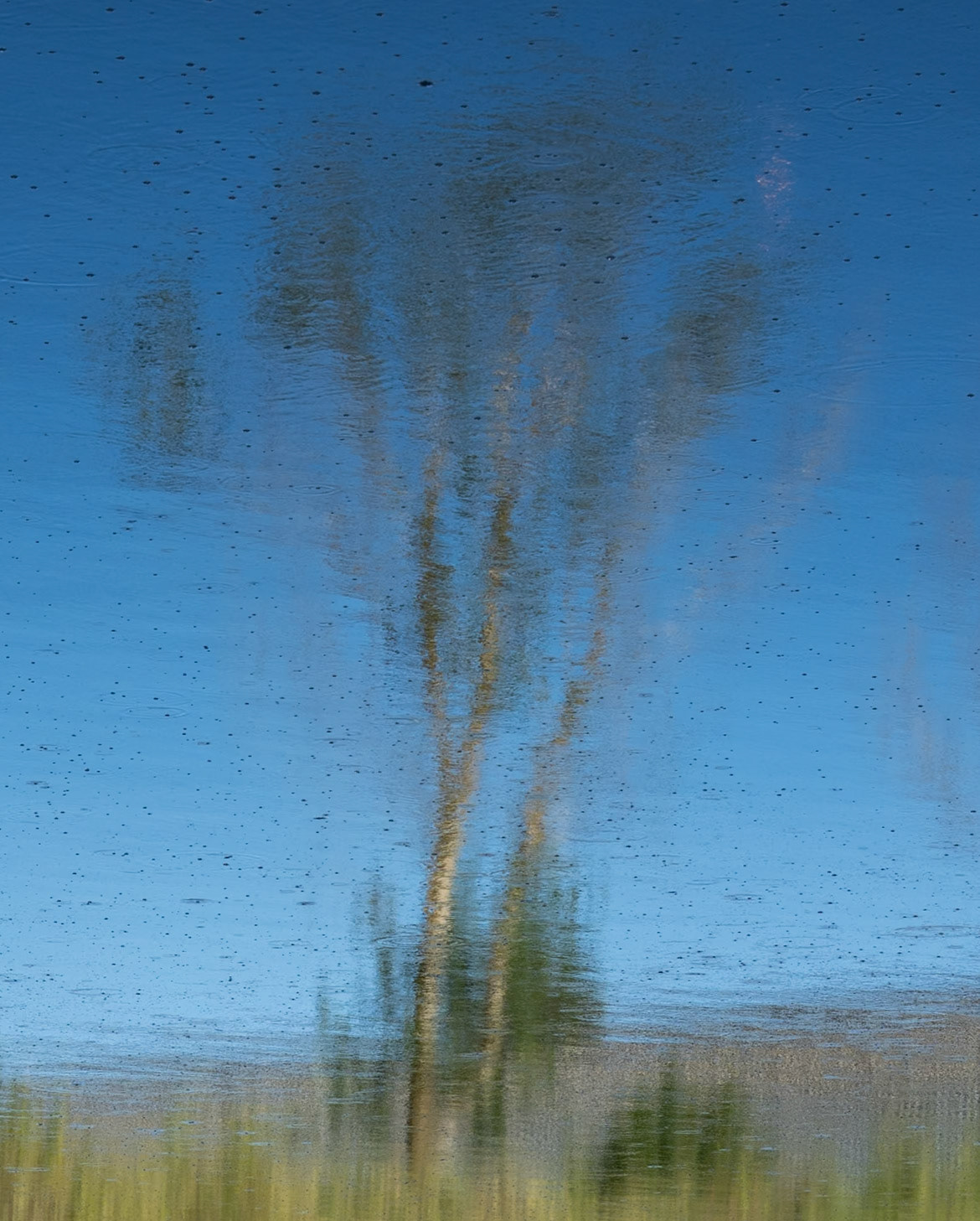 Sazlıdere stagnant river walk: reflected tree