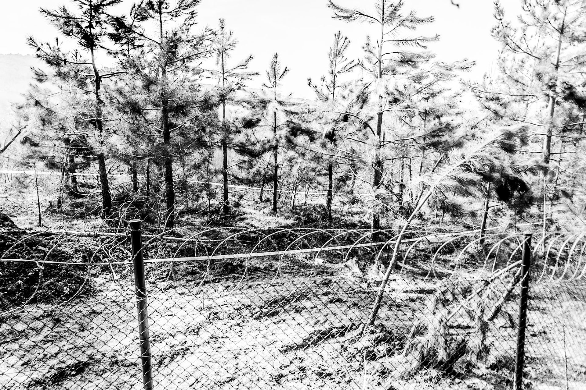 Kirazlı woods: the northern perimeter fence