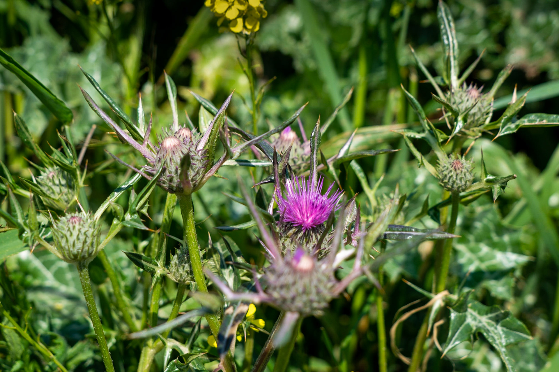 Germe: thistles coming into flower