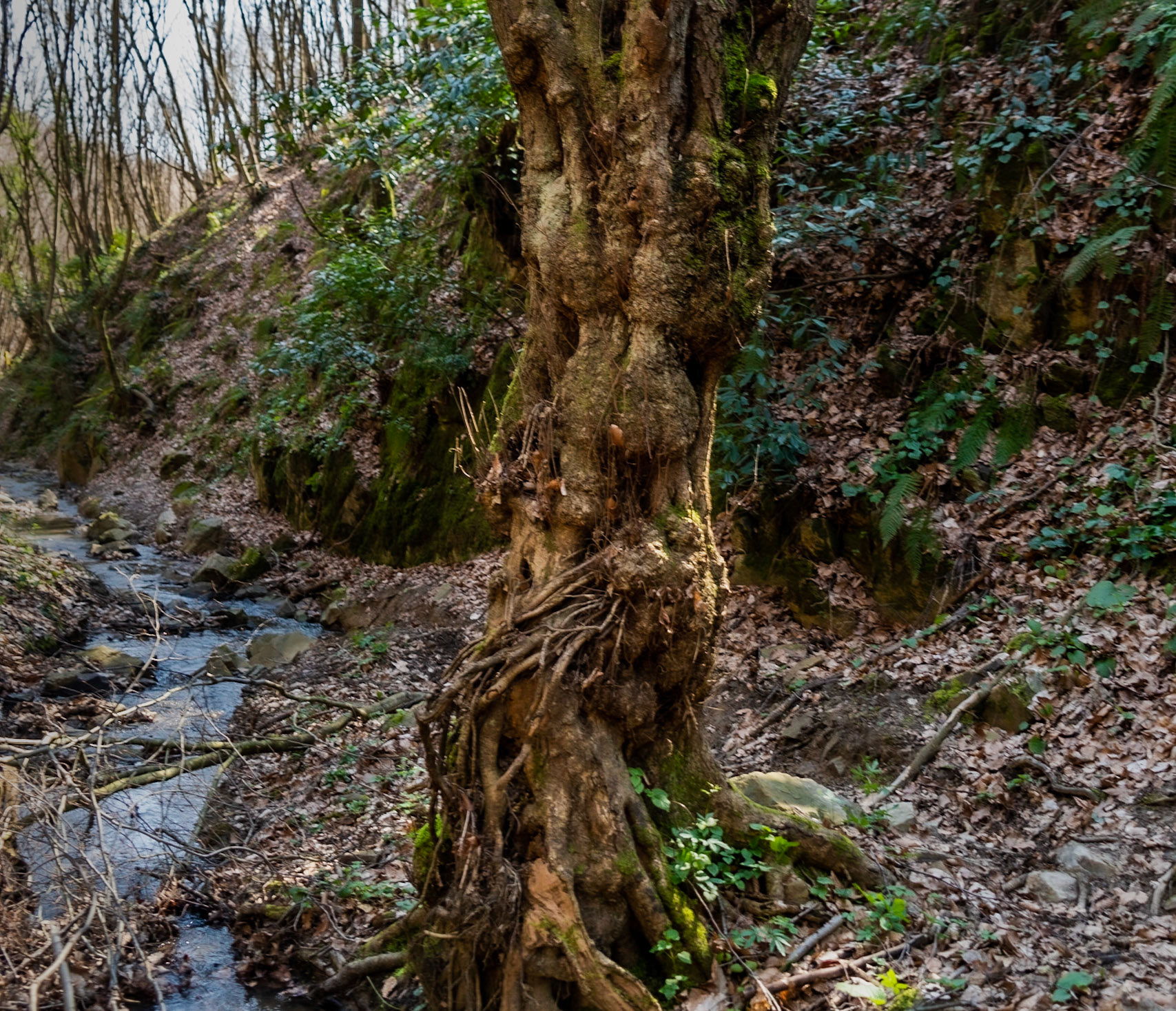 Zerzevat stream valley: old tree