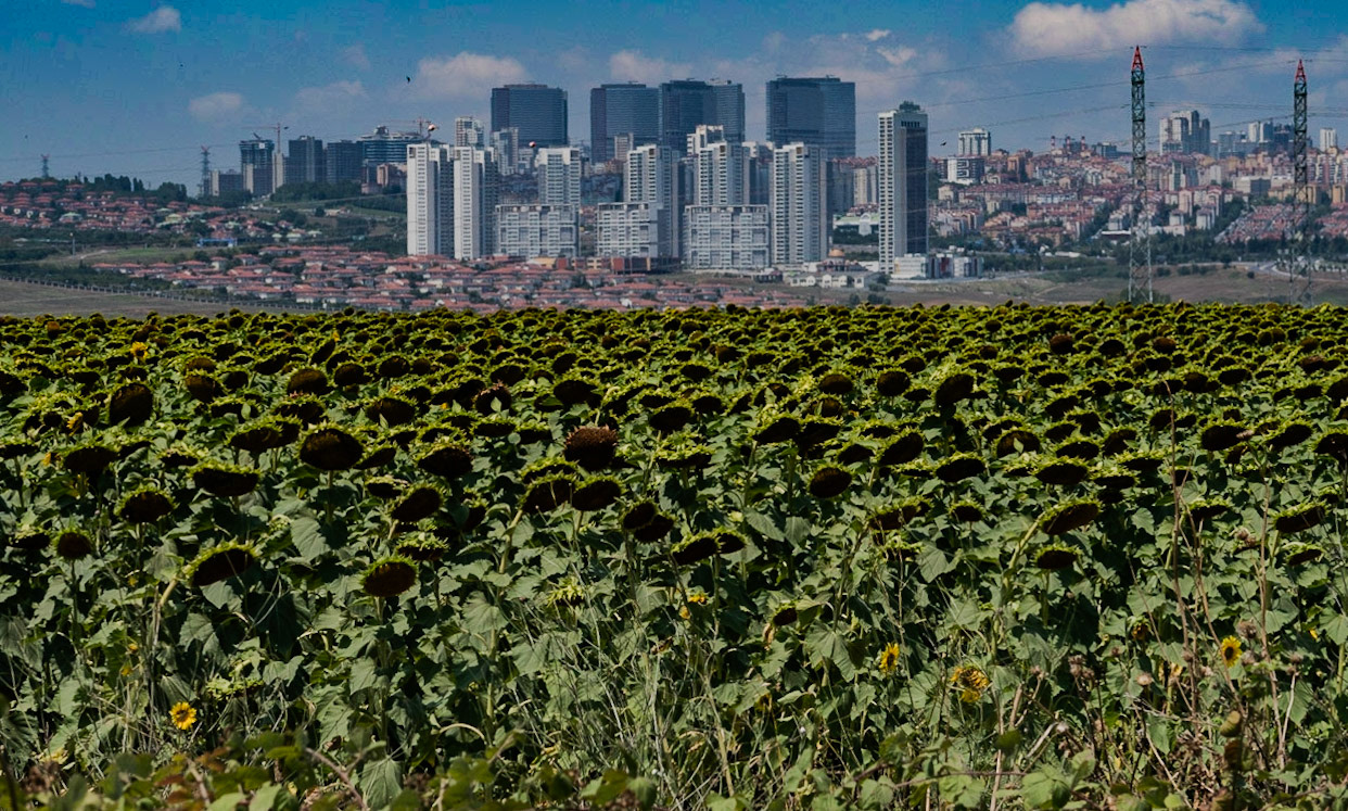 between northwestern Küçükçekmece marsh and Bathonea: a sunflower field with Tahtakale behind