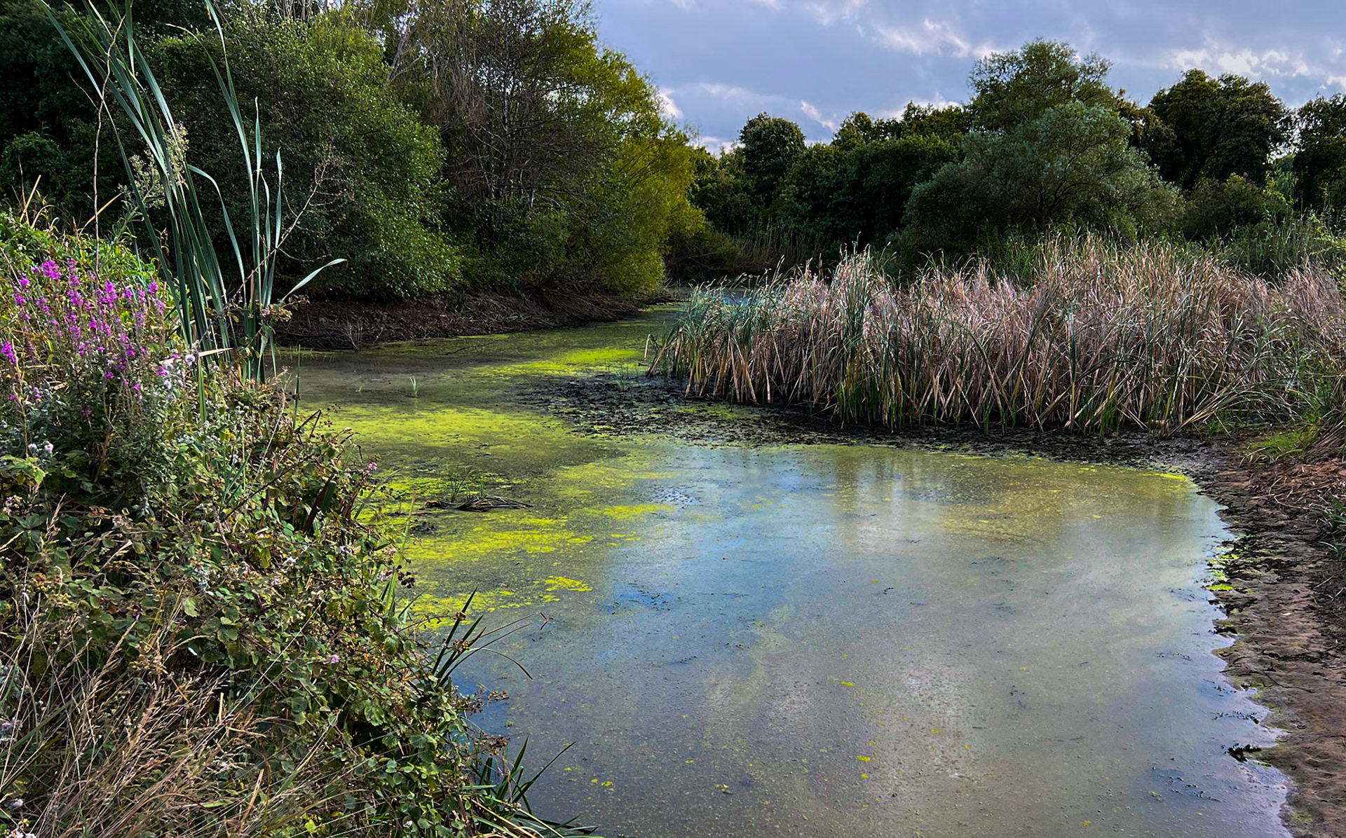 between Yeniköy and Karaburun: pond