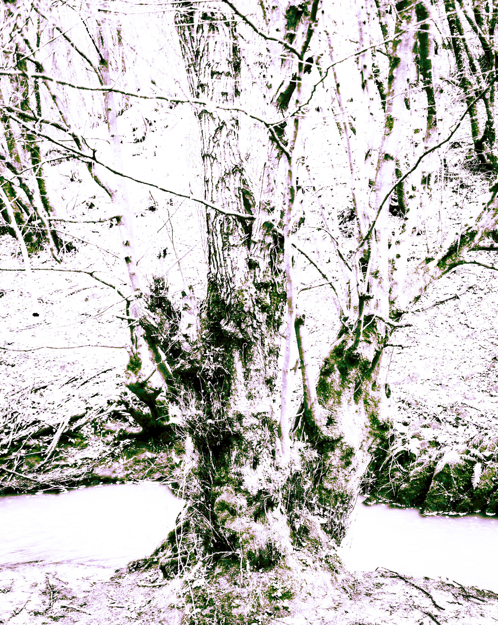 Kozu Deresi valleys: stream and old trees