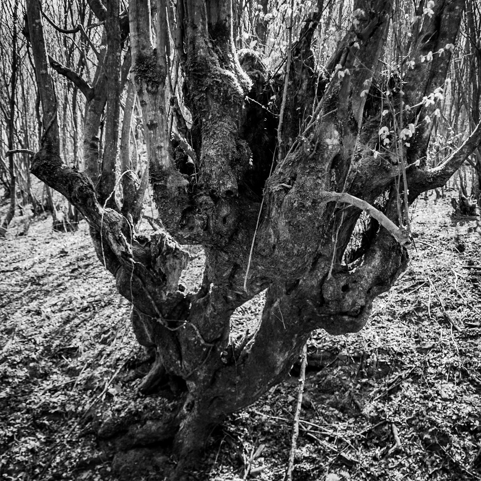 Zerzevat stream valley: an unfathomable old tree