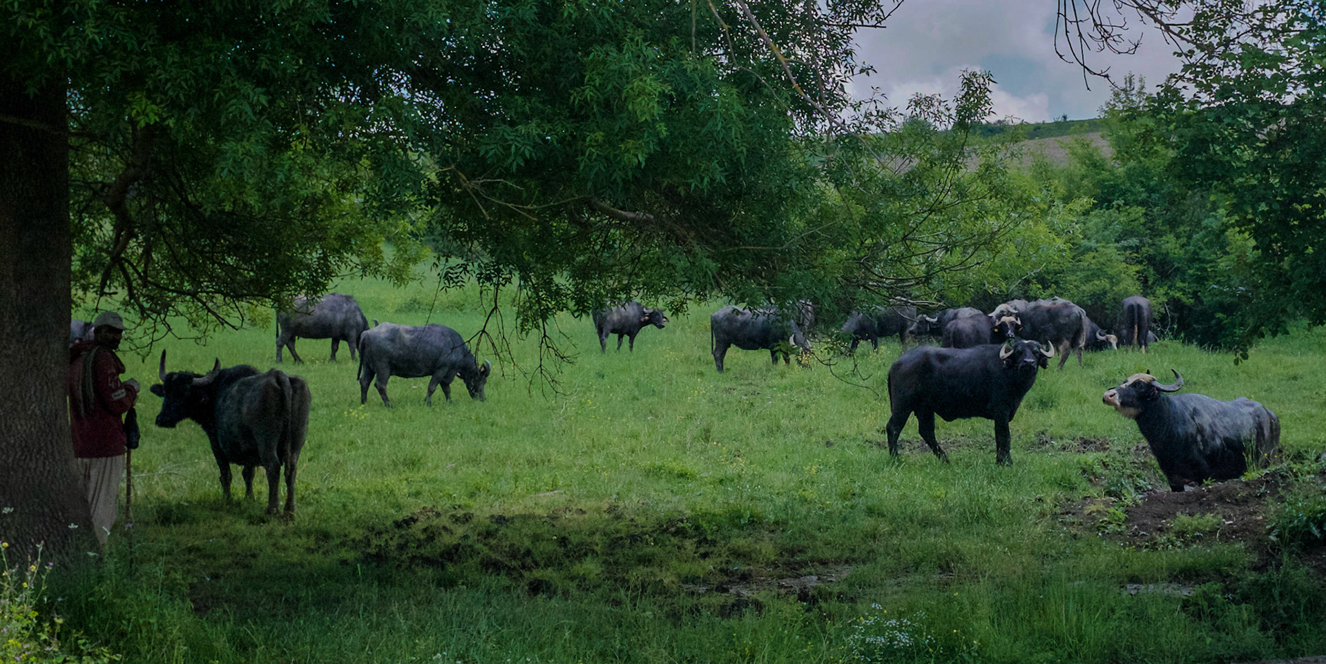 between Baklalı and Dursunköy: buffalo