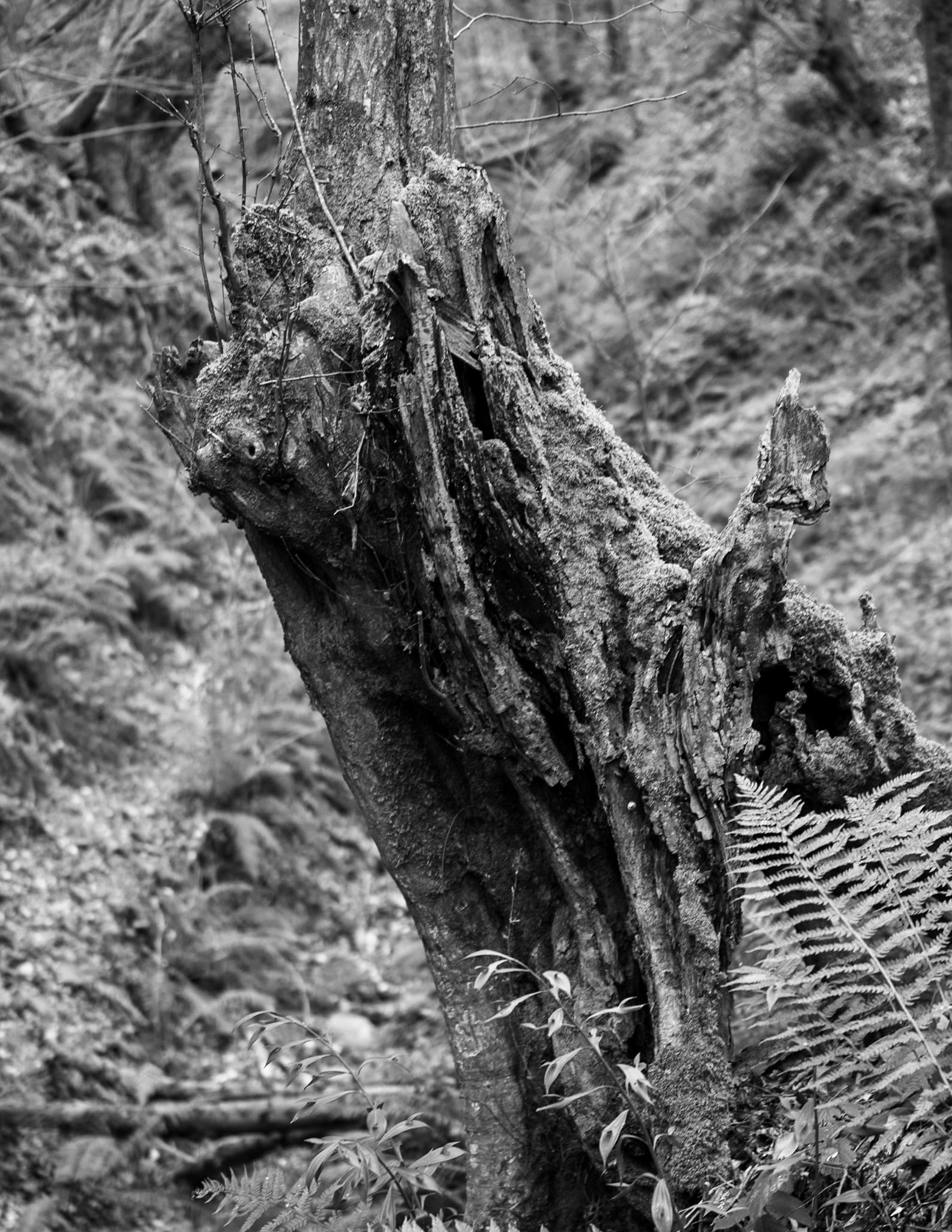 Dolap stream descent: wooden stalagmite