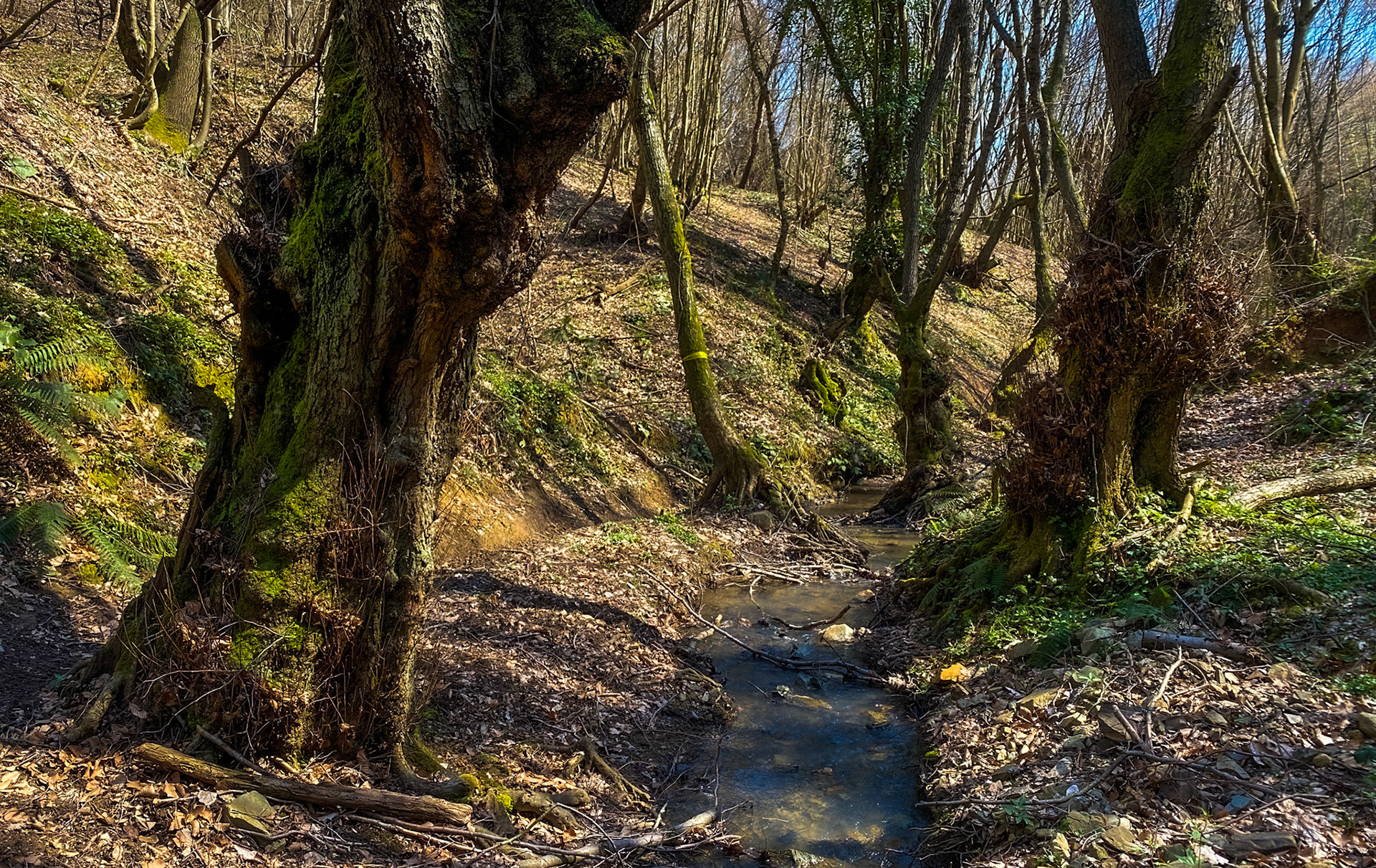 Zerzevat stream valley: old trees