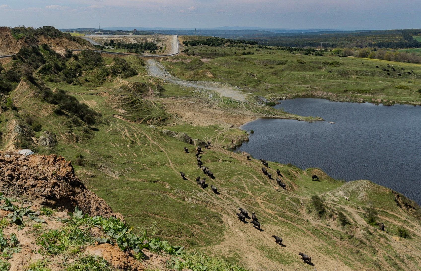 Yeniköy: water-buffalo by the big pond on the west of what's left of the abandoned opencast mine-workings (now the NE corner of Istanbul Airport); this pond is now the source of the Sazlıdere we follow west to Terkos