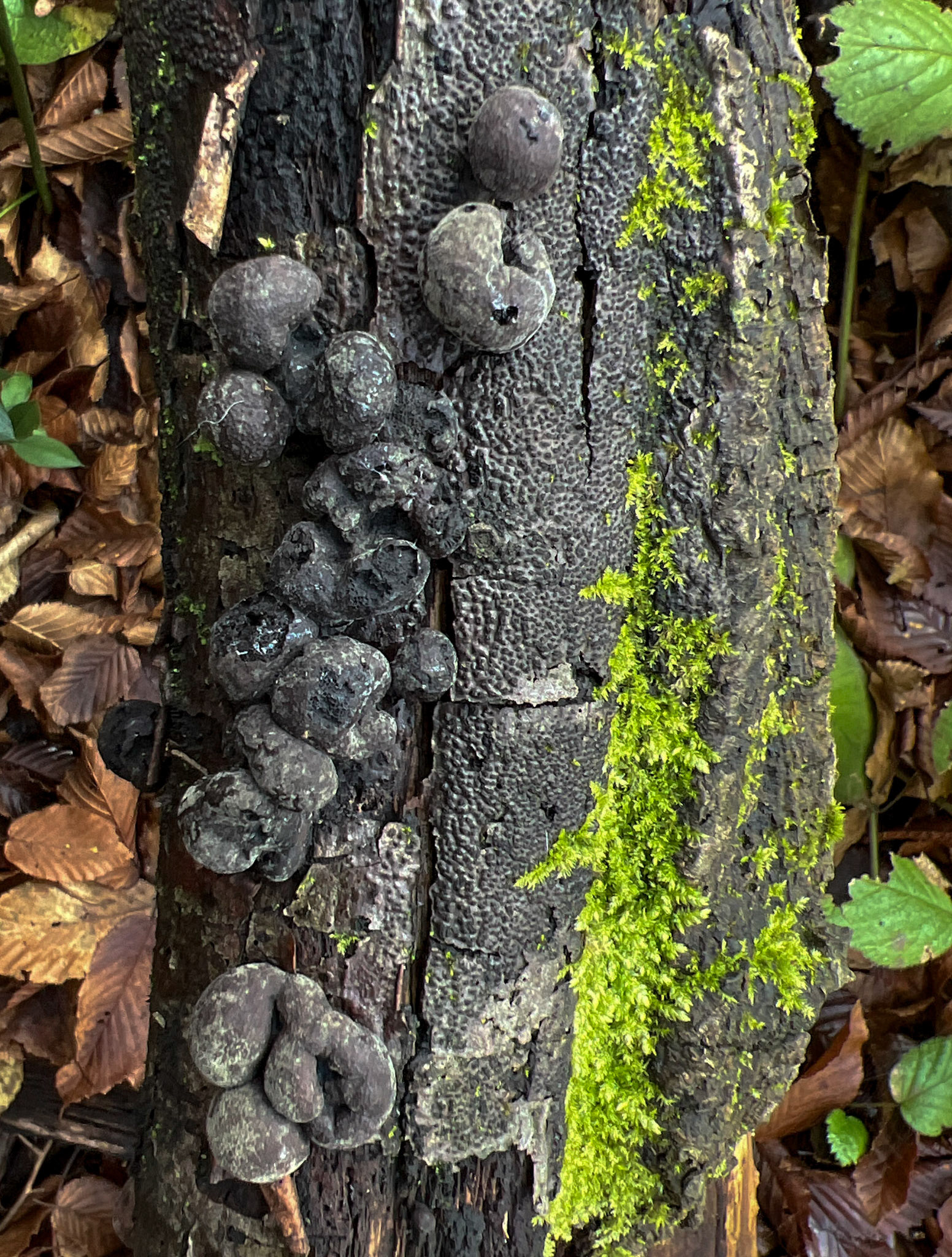 between Kılıçlı and İshaklı: grey tree fungus and bright green moss