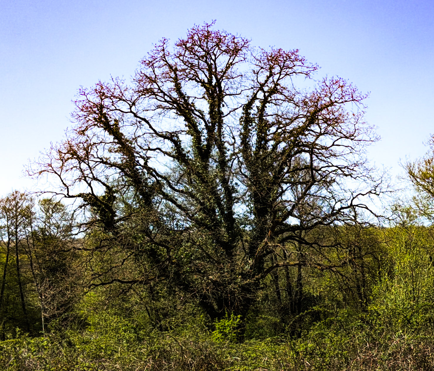 northern Reşadiye forest: ivy-covered tree