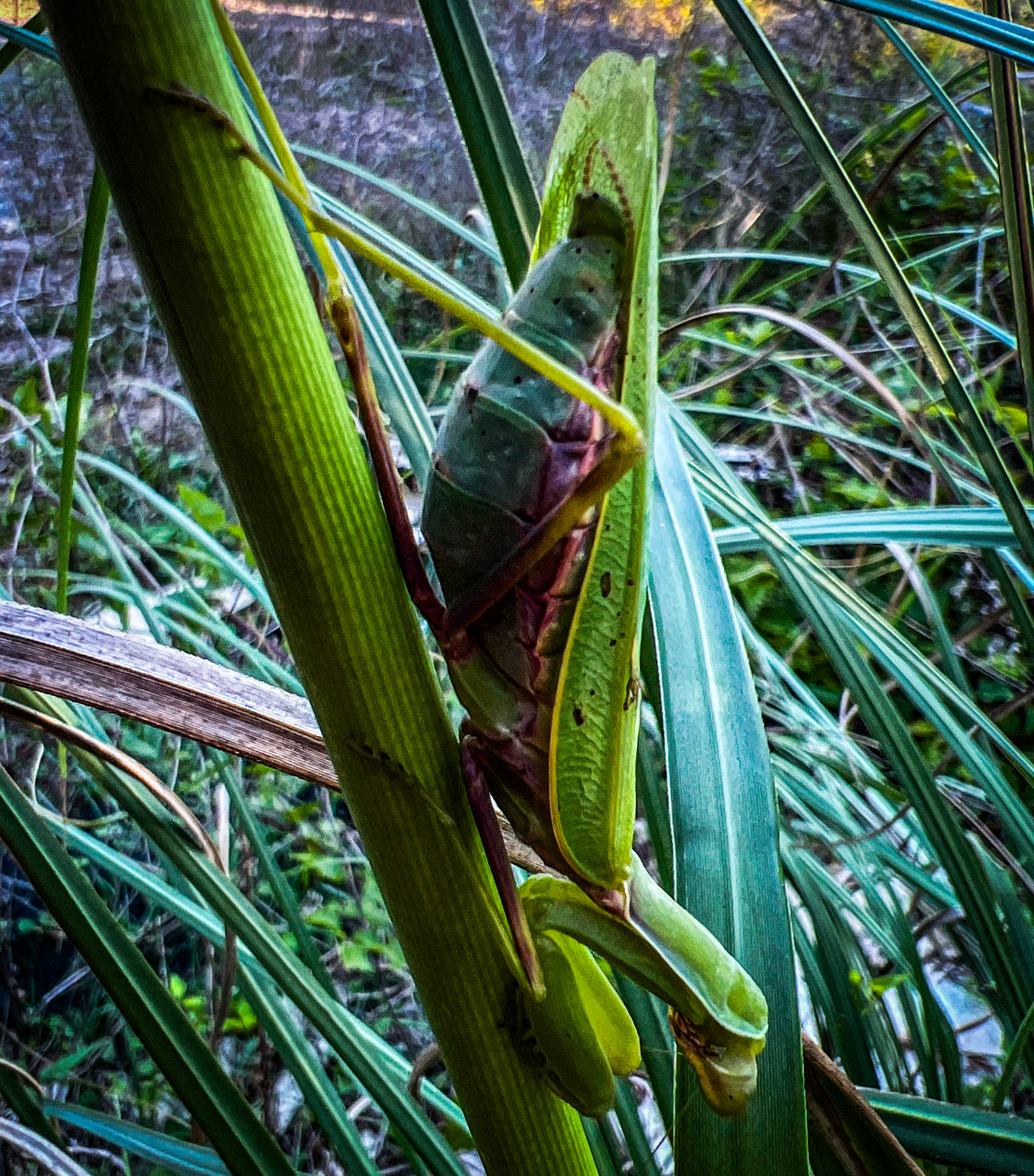 Alibahadır northern woodland: praying mantis