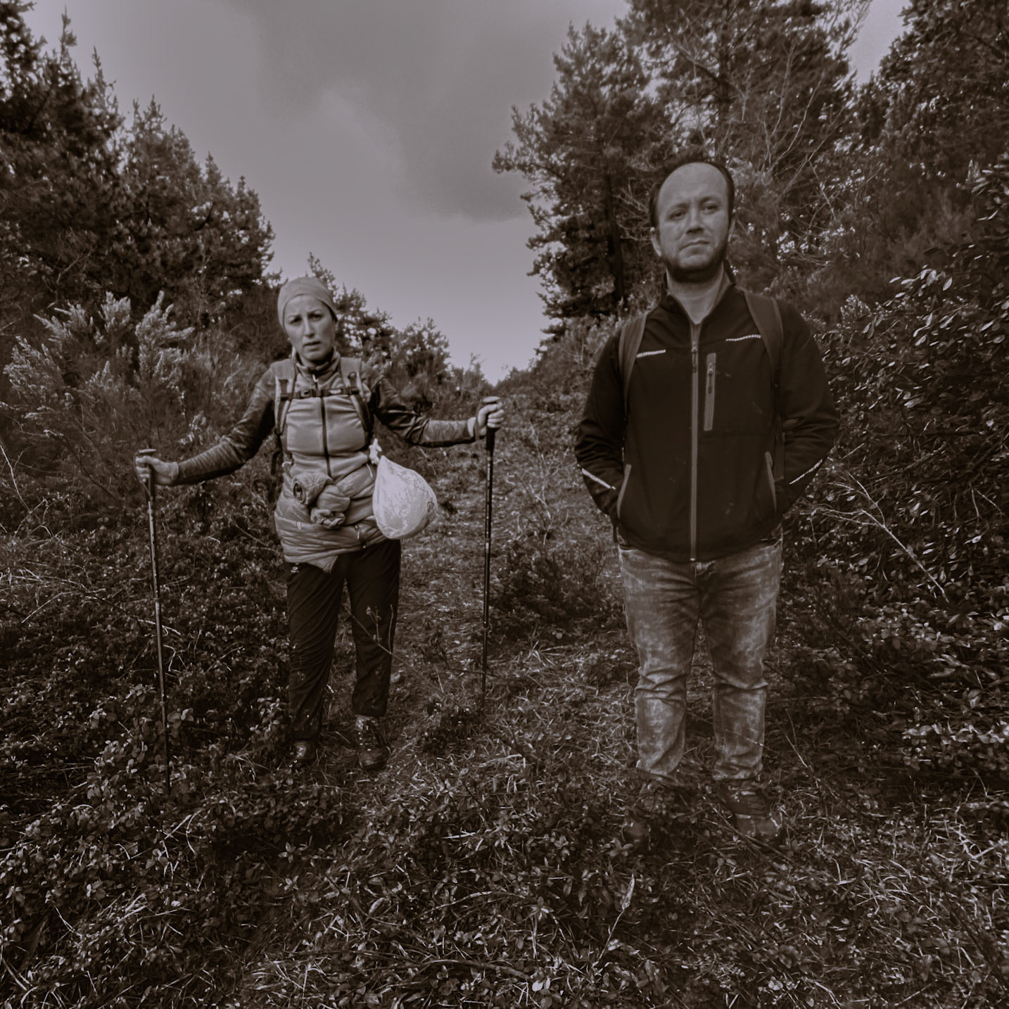Çavuşbaşı forests: on track