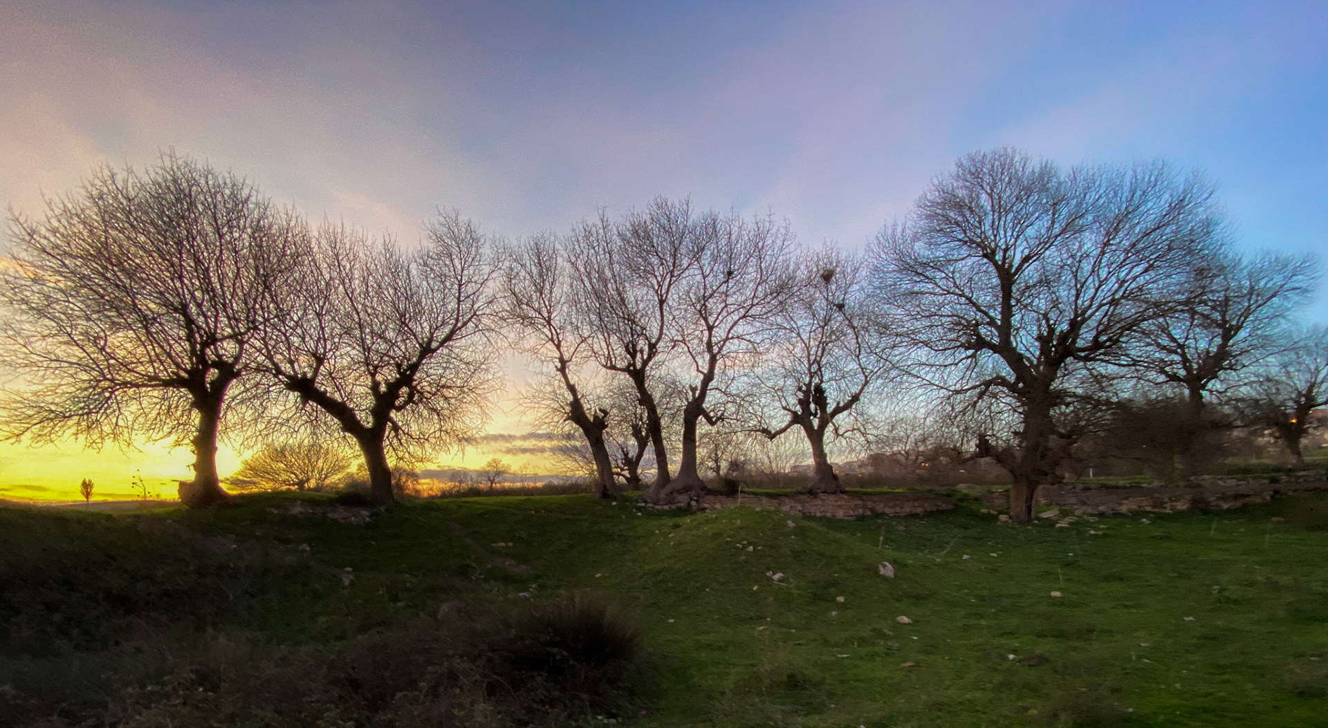 Melentiade: old oaks and wall at sunset