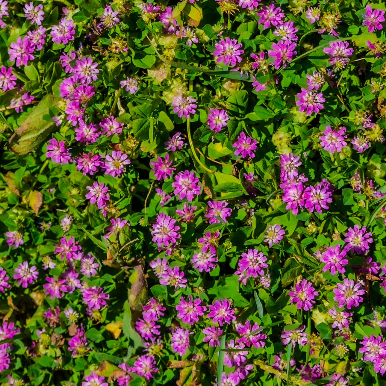 Kocabayır hill: pink flowers