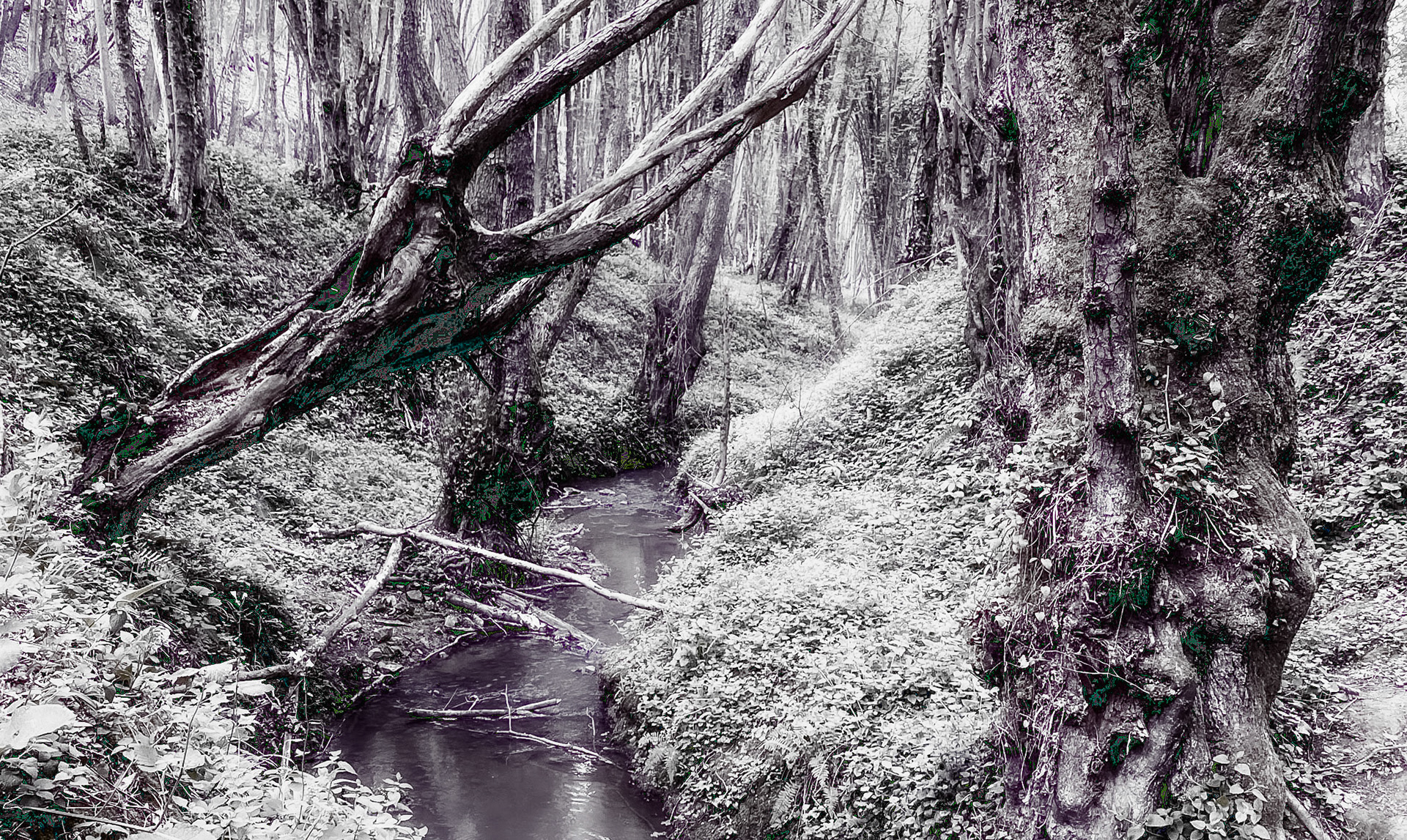 Polonezköy northern forest: stream with venerable trees