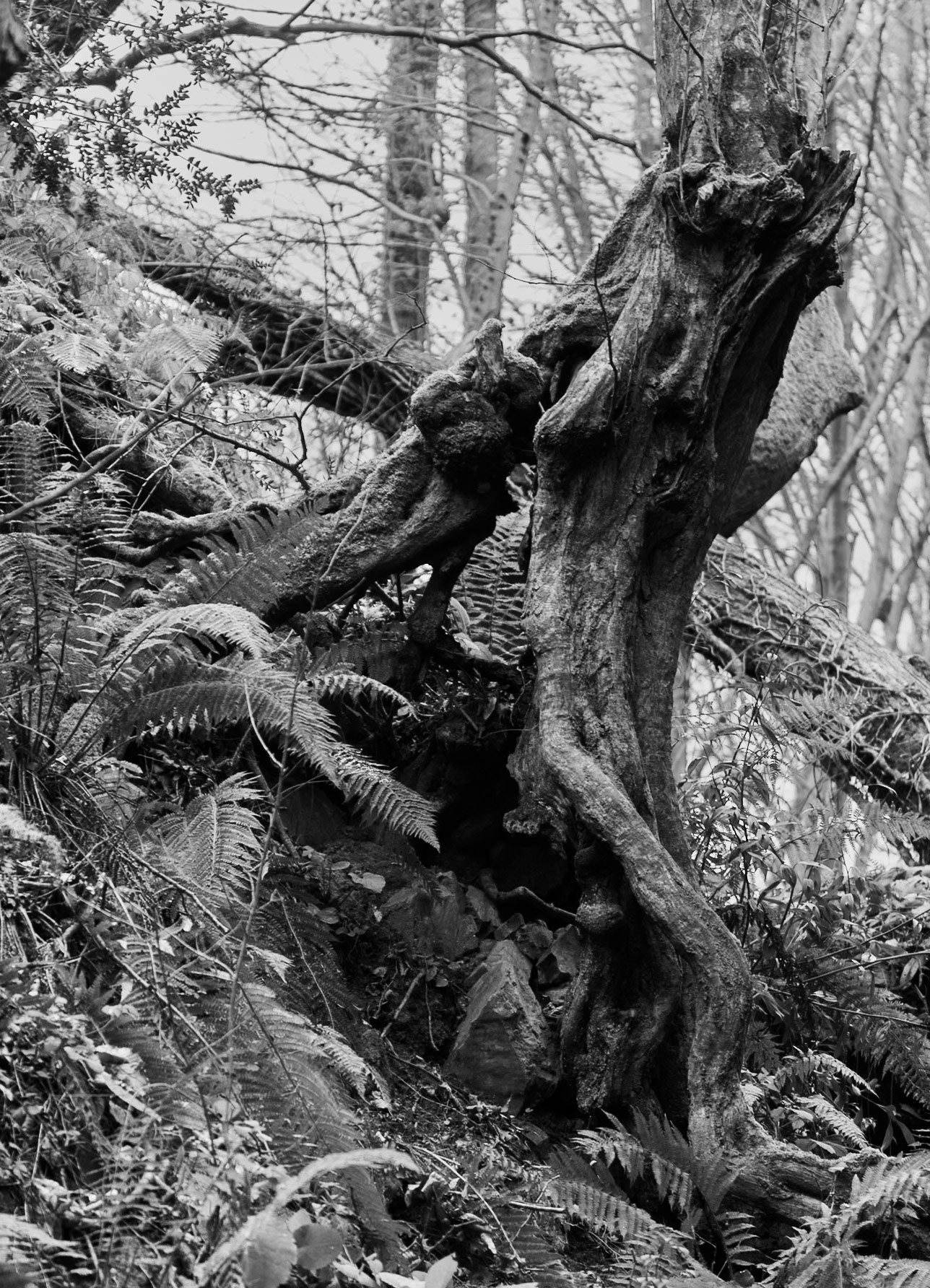 Dolap stream descent: erupting tree