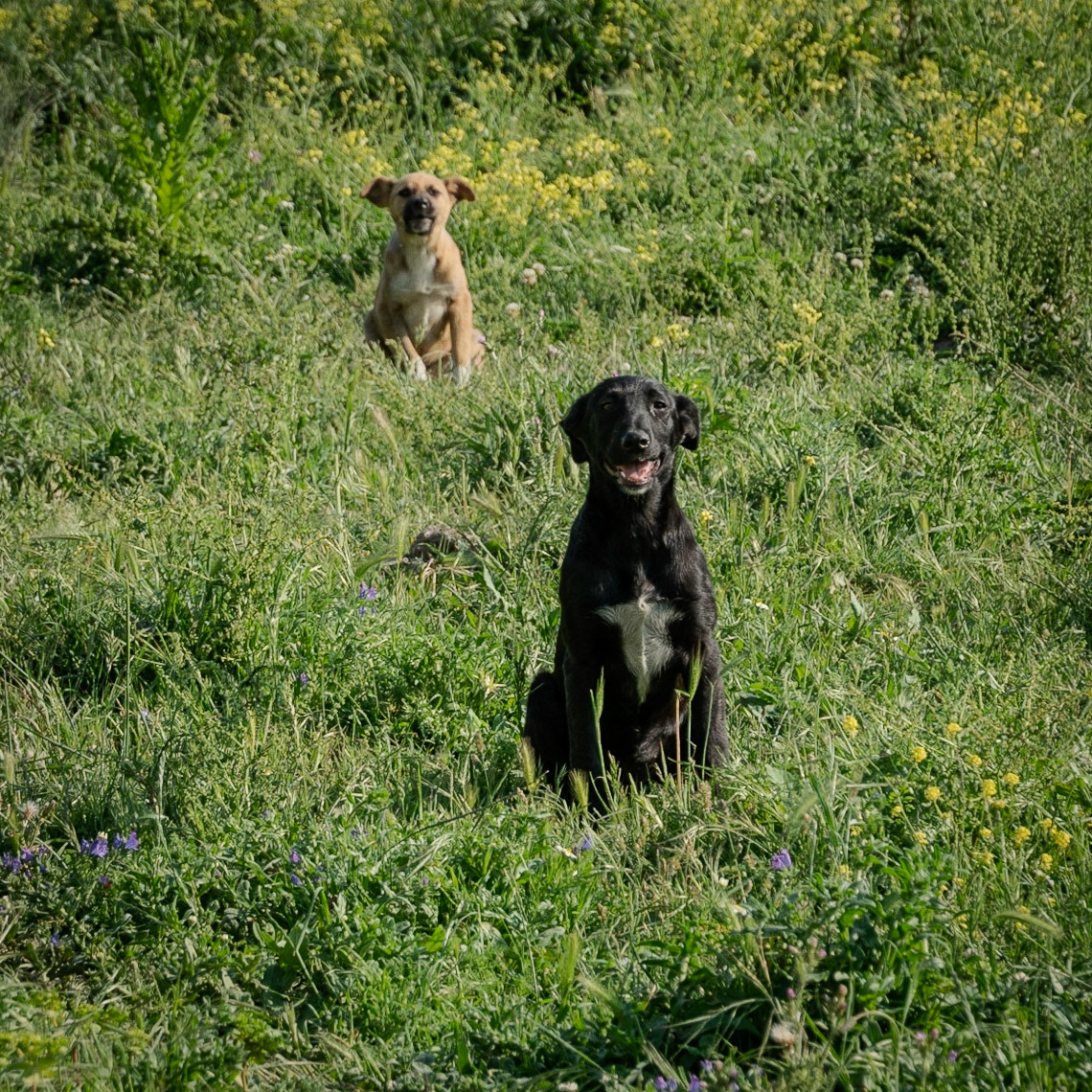 between Yarımburgaz cave and Altınşehir: two dogs appeared out of nowhere but didn't follow us