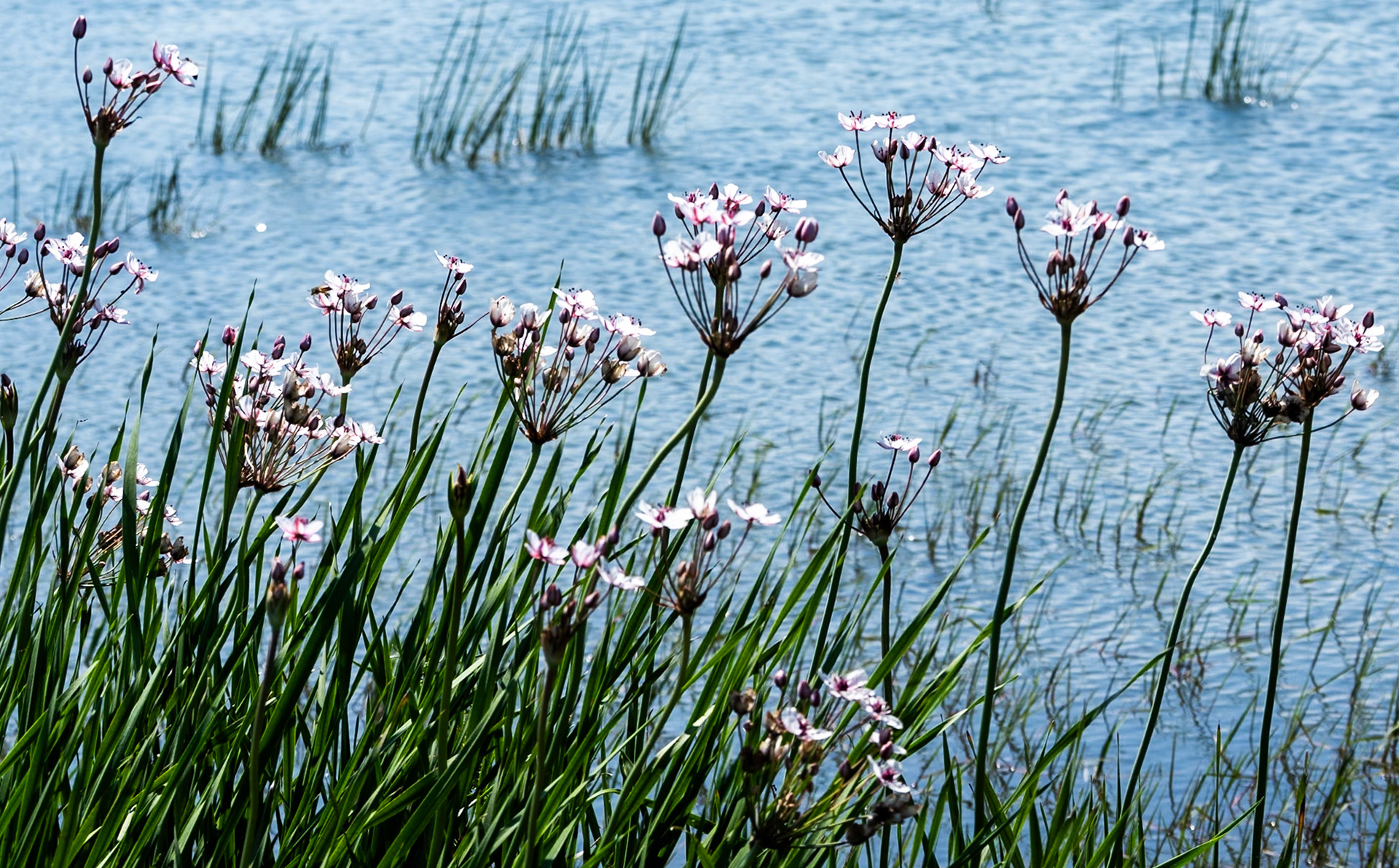 heading SW from Sazlıbosna: pink flowers by the water