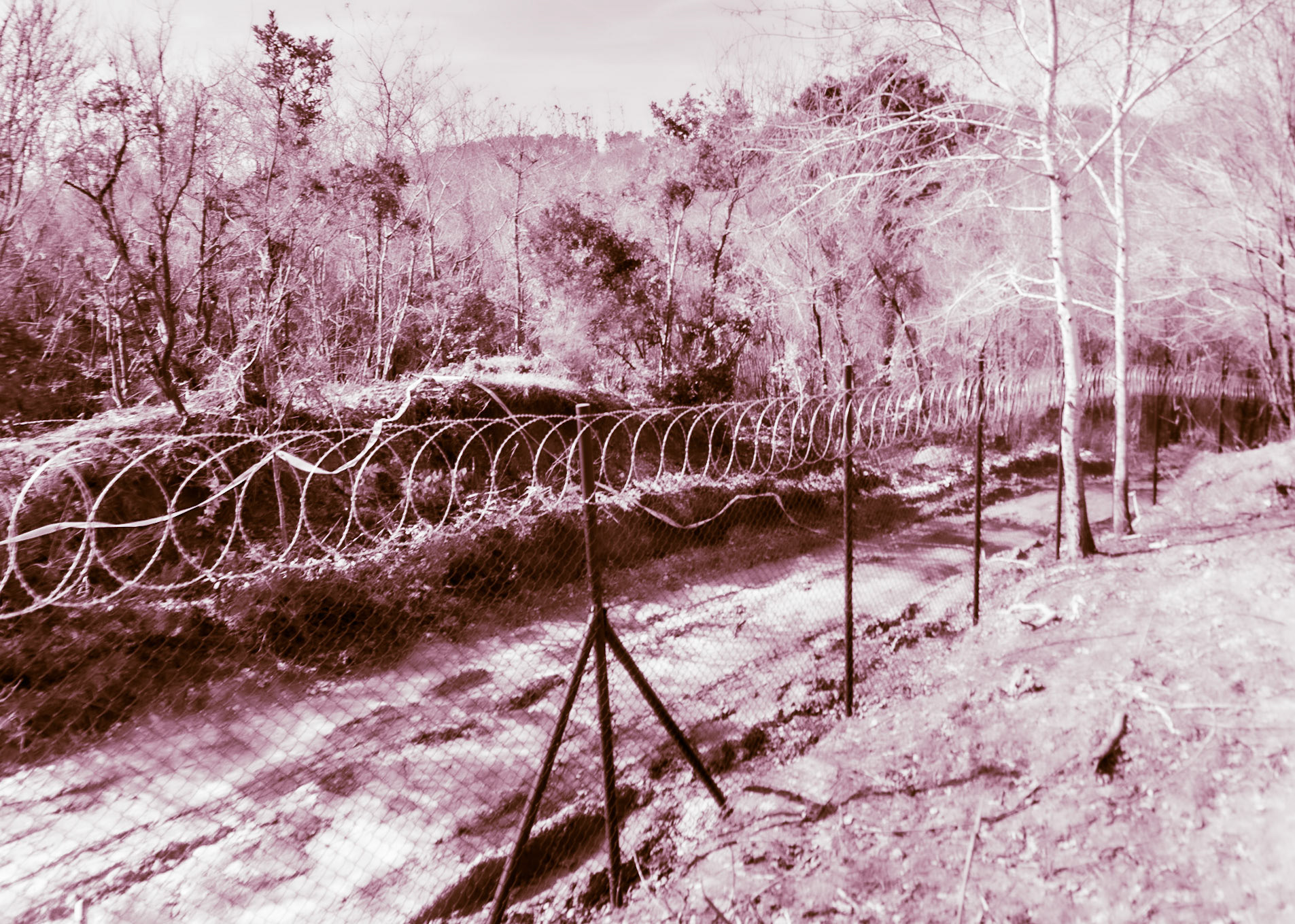 Kirazlı woods: the northern perimeter fence