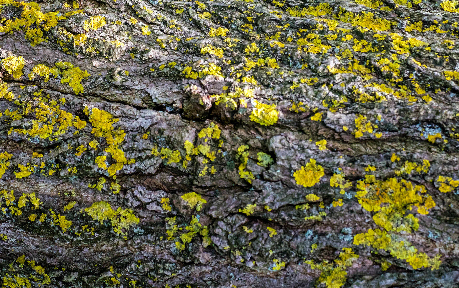 in the shallow Sazlıdere valley between Baklalı and Dursunköy: lichen on a fallen tree