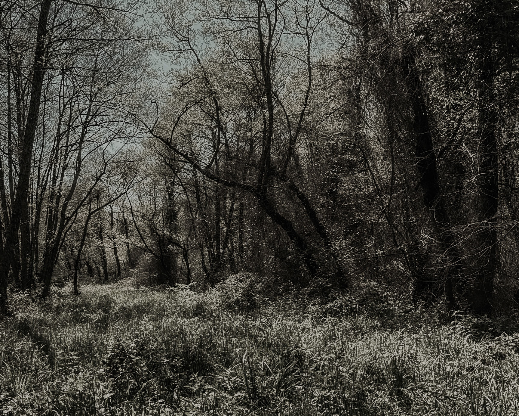 northern Reşadiye forest: trees