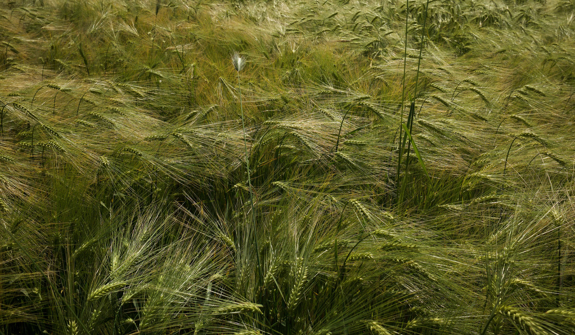 Dursunköy:  a field of wheat northwest of the village