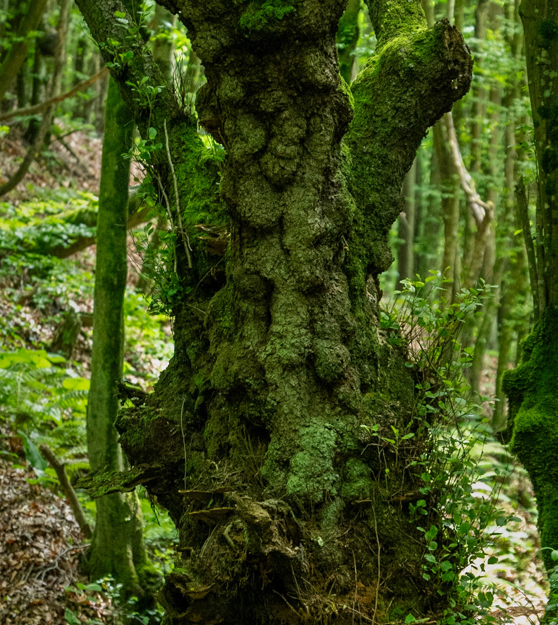 Zerzevatçı streamwalk: venerable tree