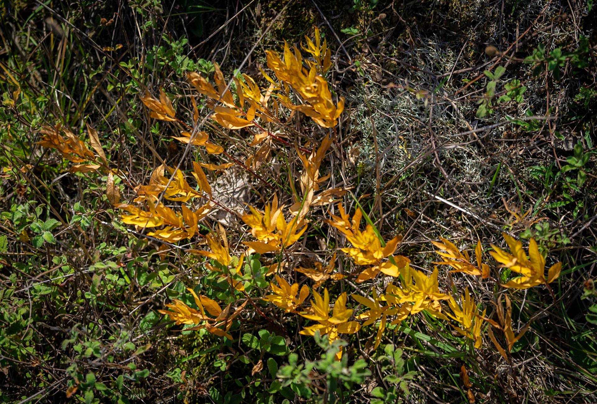 Ballıca forest: flaming leaves