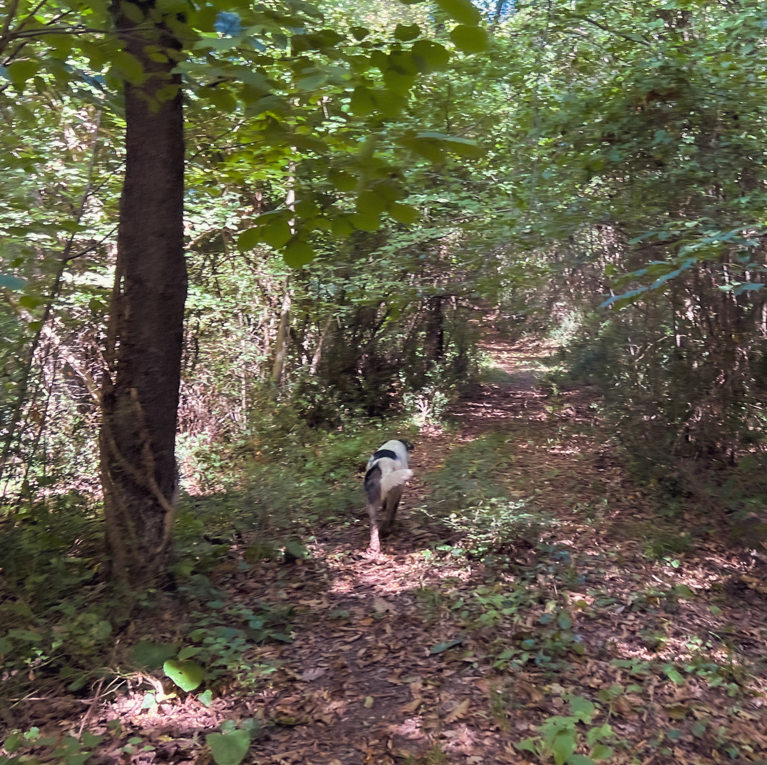 Ayhan Şahenk forest: our daydog leads the way