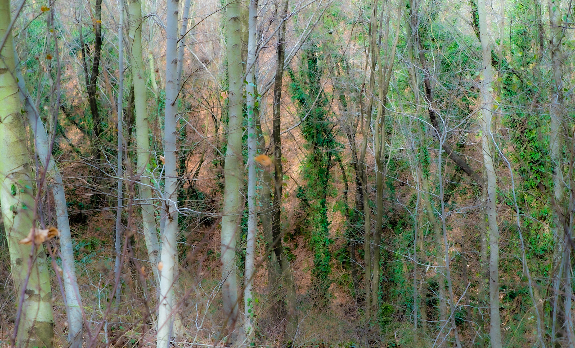 Alemdaǧ forest: treescape