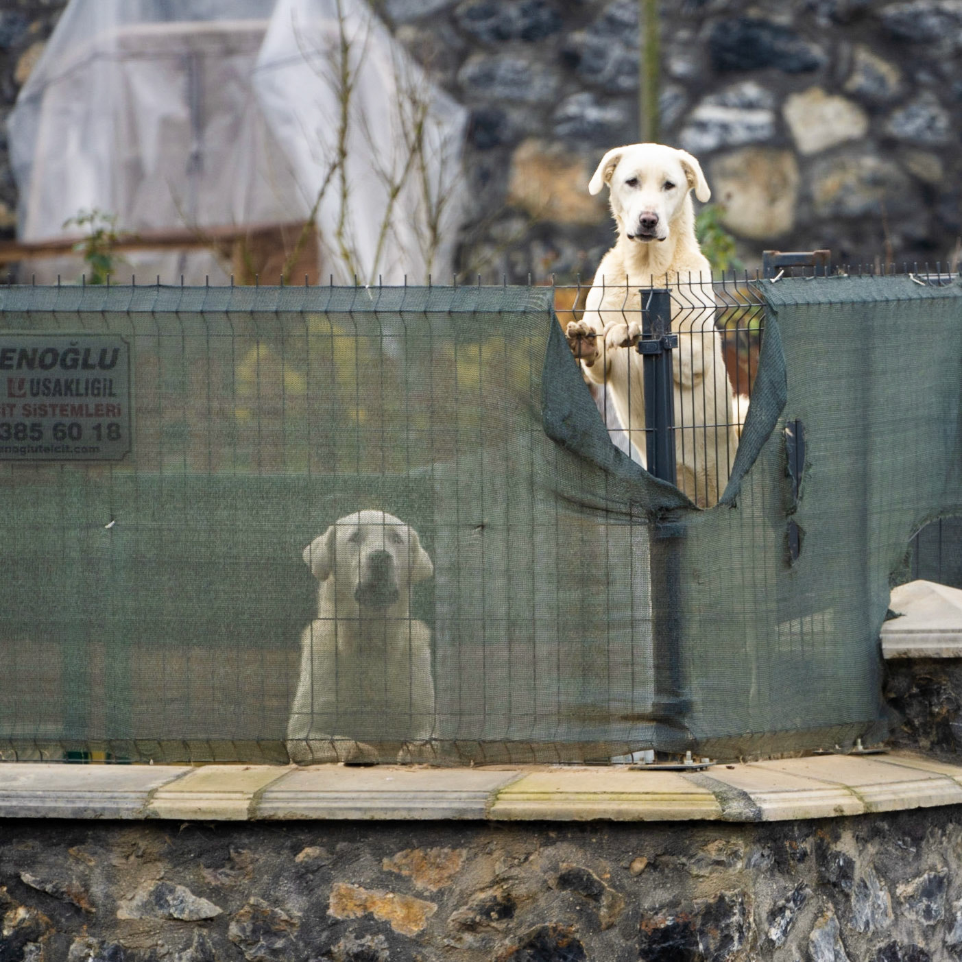 Kılıçlı: guard dogs safely behind their fence
