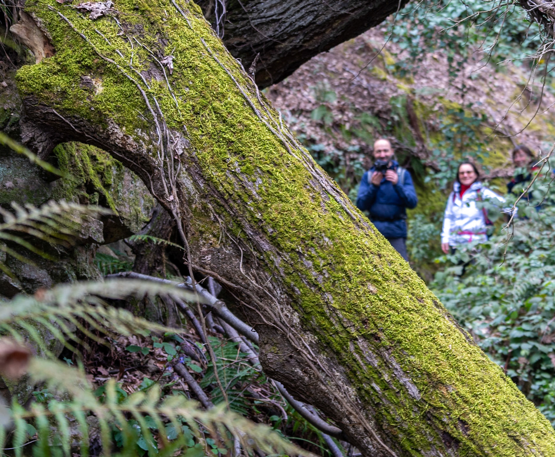 Dolap stream descent: hikers and slanting mossy tree
