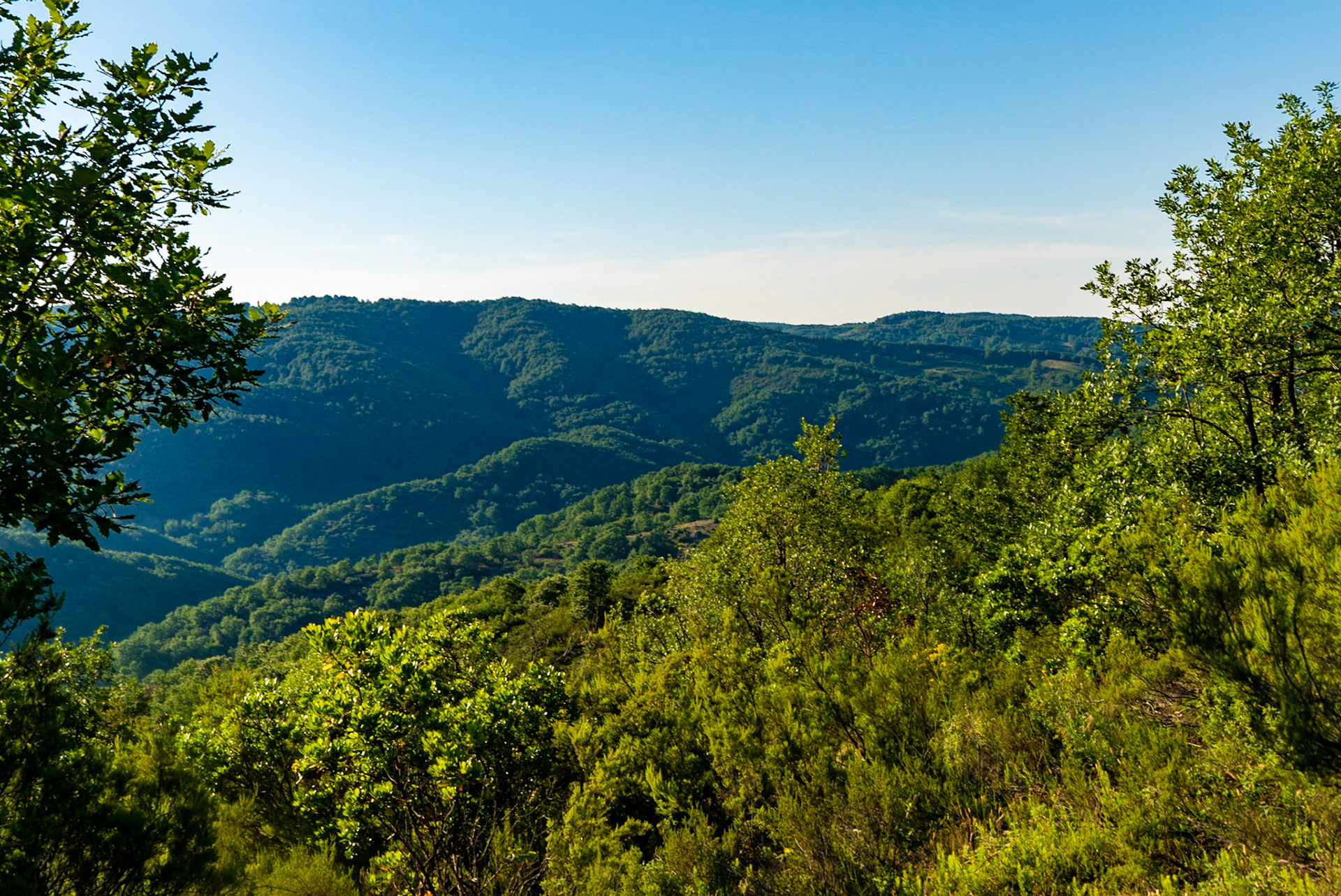 Kargalı northwestern forest: landscape