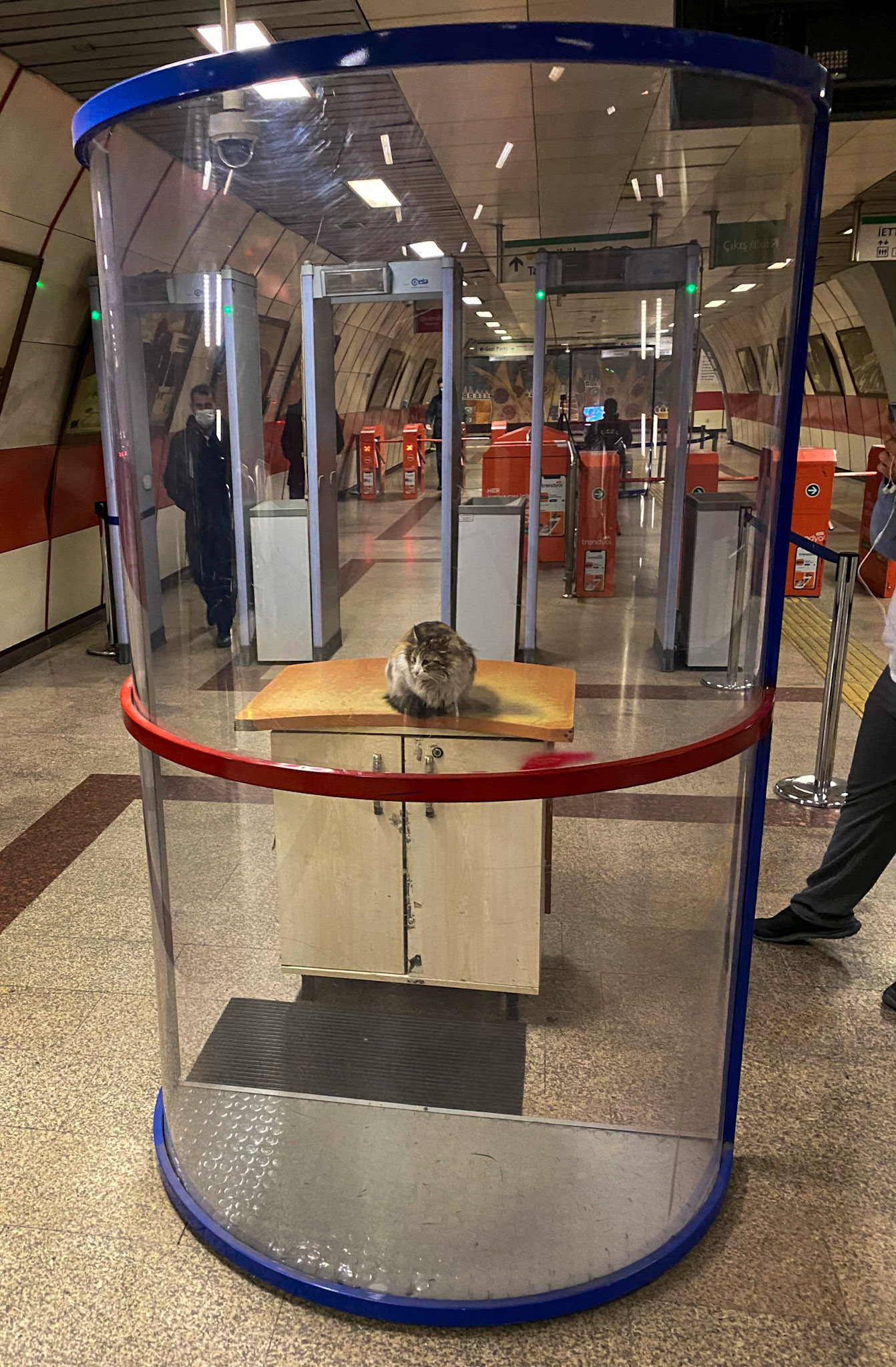 the Taksim metro cat