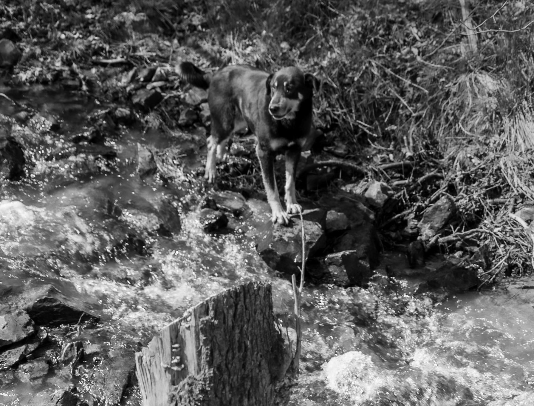 Zerzevat stream valley: Smokie crossing the stream