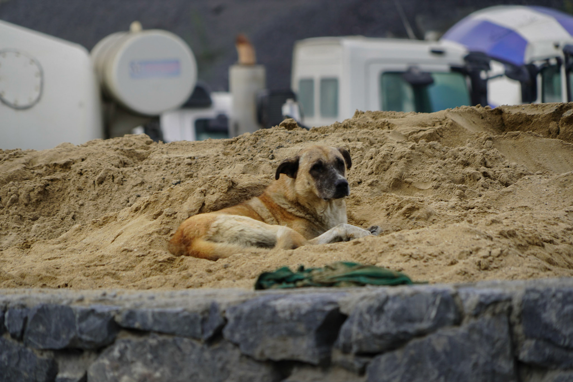 between Sultangazi and Cebeci: sand dog
