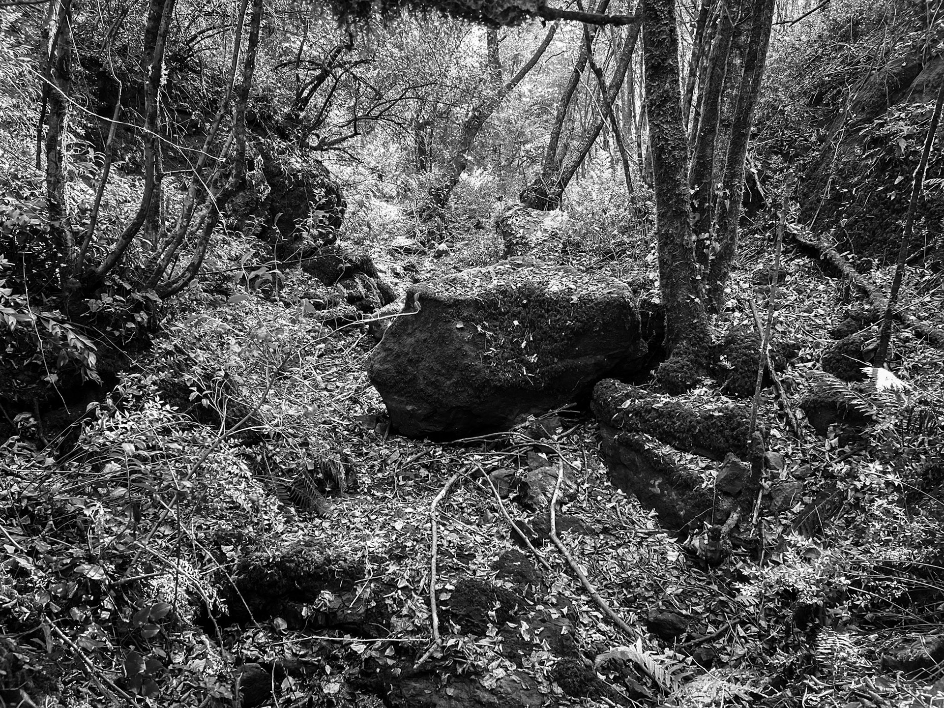 Ayhan Şahenk ledged streambed: rocky streambed