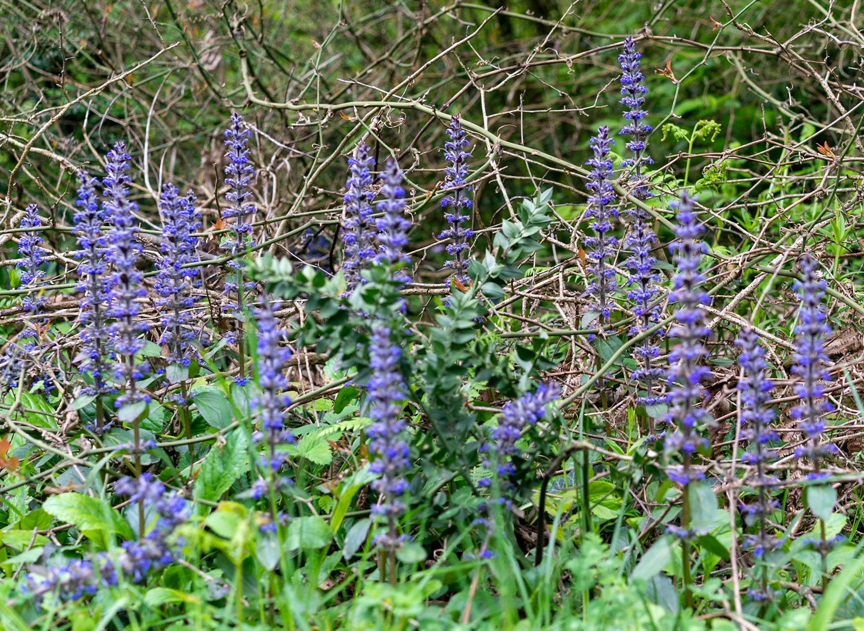 İshaklıköy: blue flower spikes (what are they?)