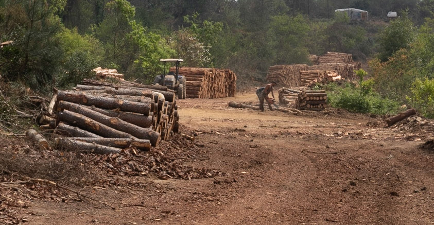 between Riva and Anadolu Feneri: foresters after felling mature woodland