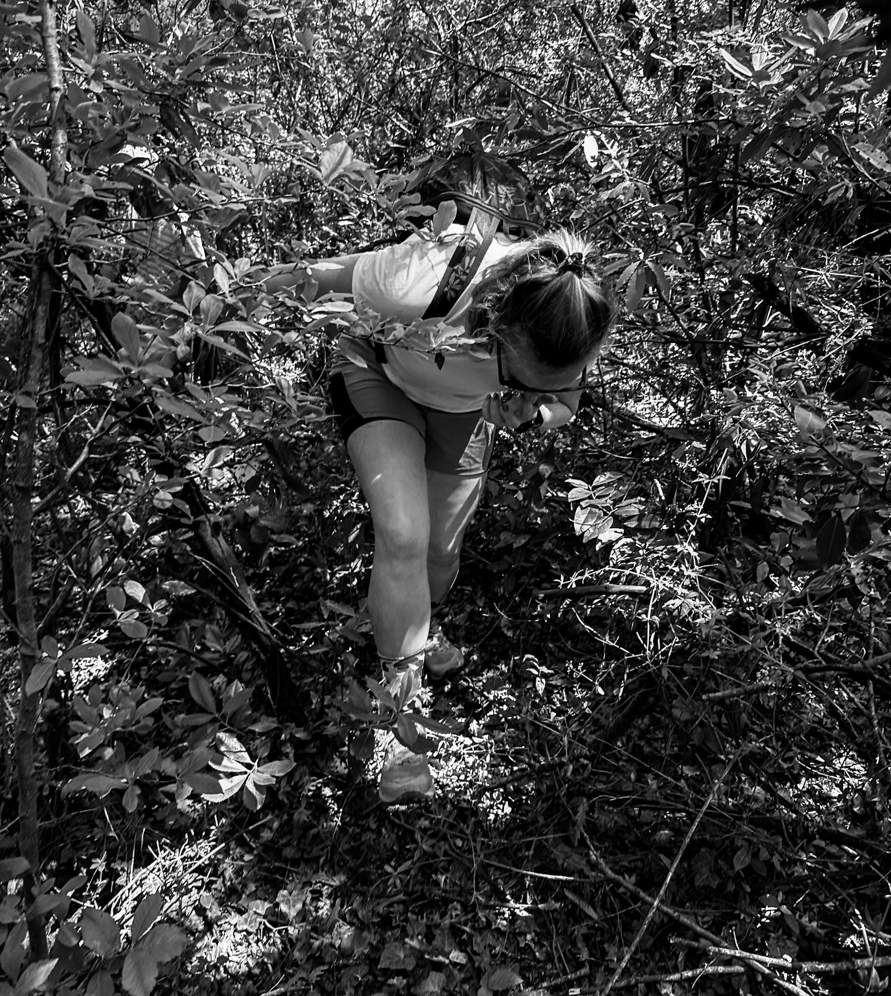 Çavușbașı: Baklacı northern wood