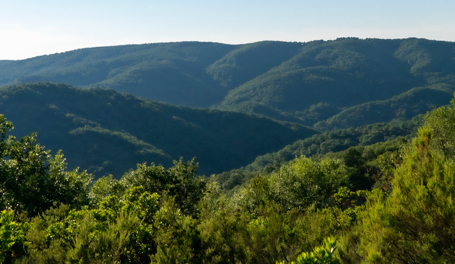 Kargalı northwestern forest: landscape