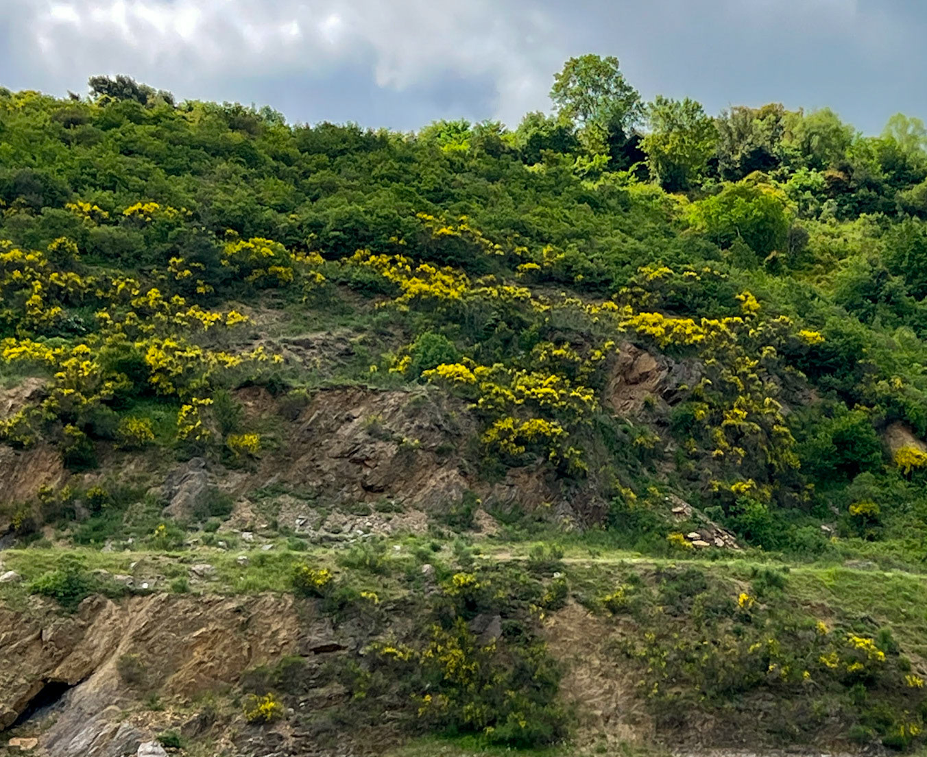 Şamlar gorge: the west side with gorse in flower