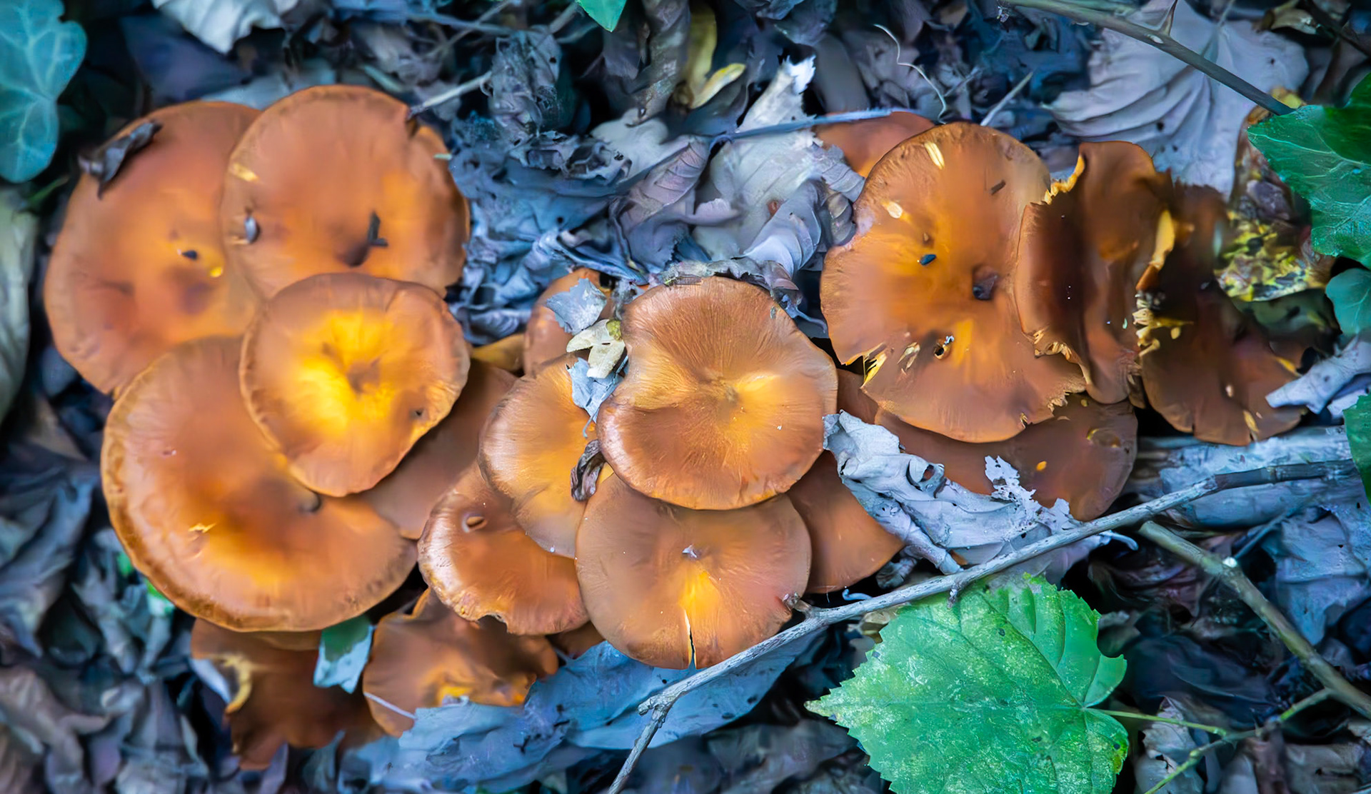 Mahmut Şevket Paşa northern hills: golden brown fungi