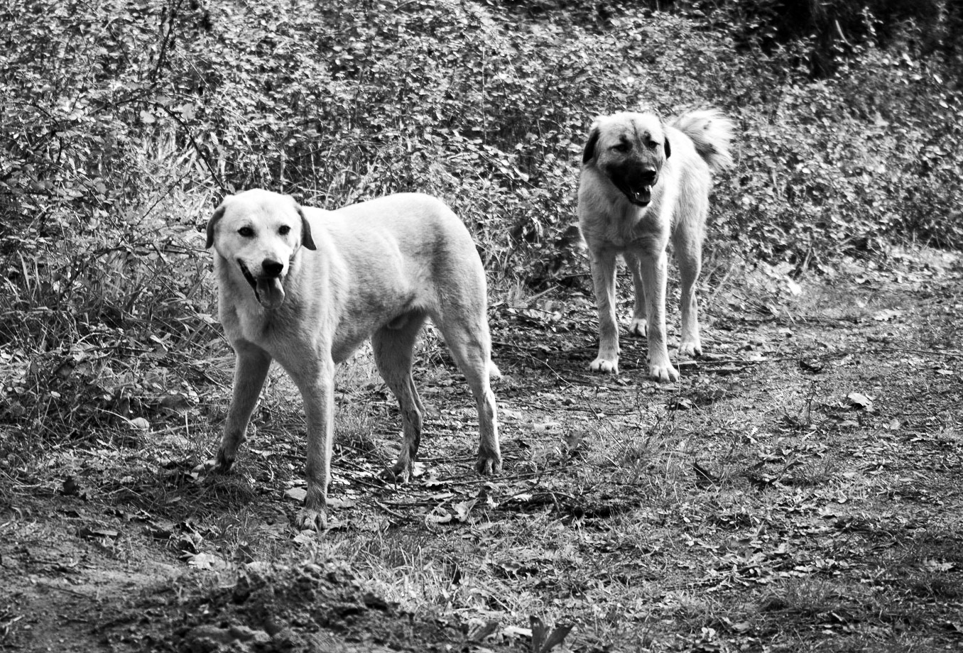 Nazik forest: 2 daydogs