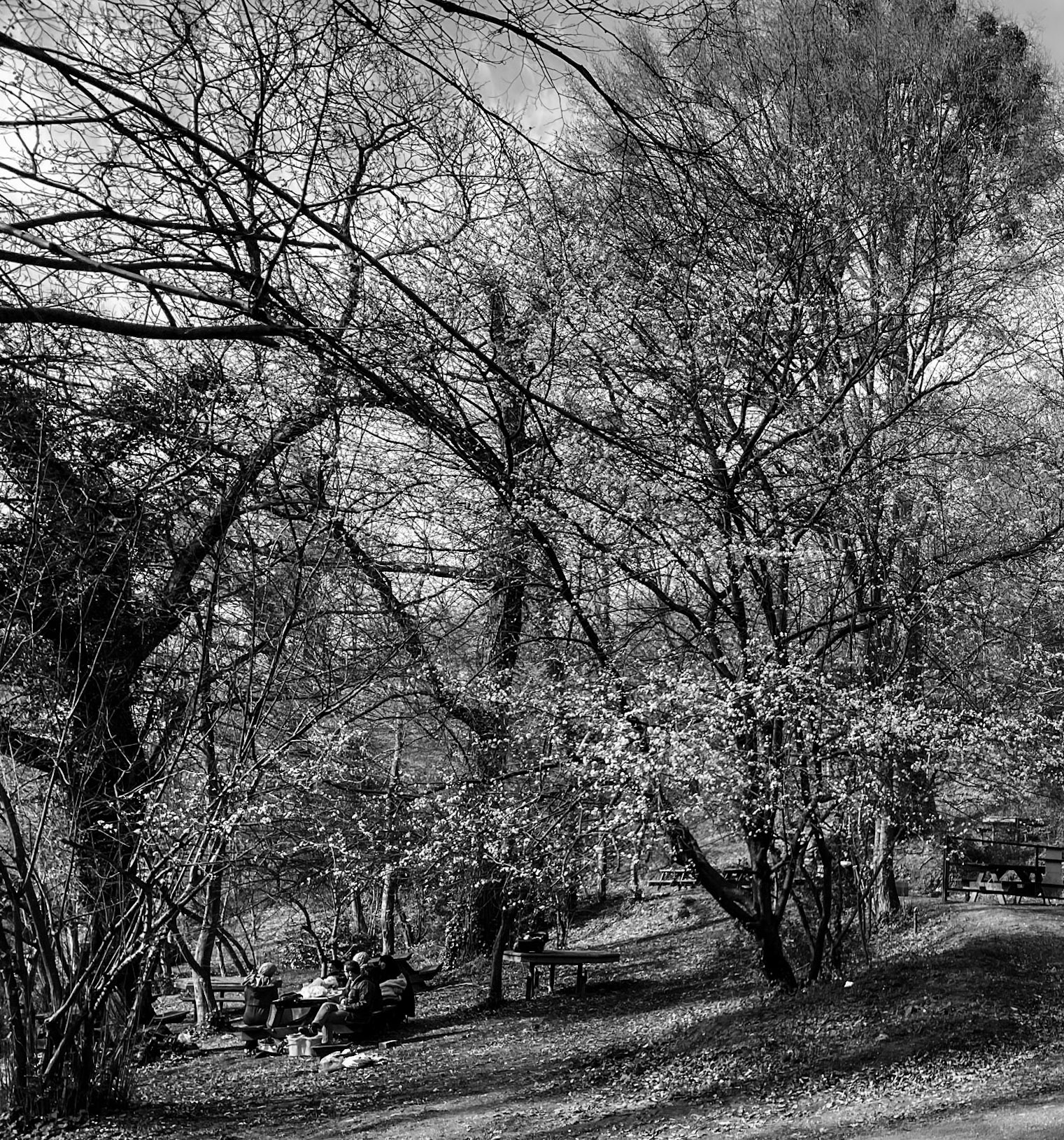 Kaymakdonduran woods: picnic area with blossom